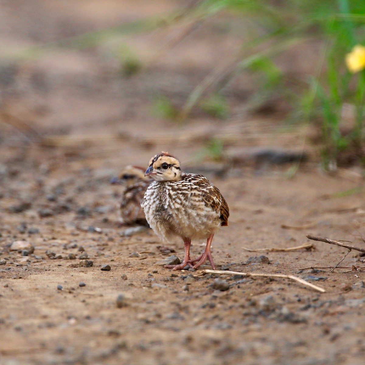 Crested Francolin (Crested) - ML204783581