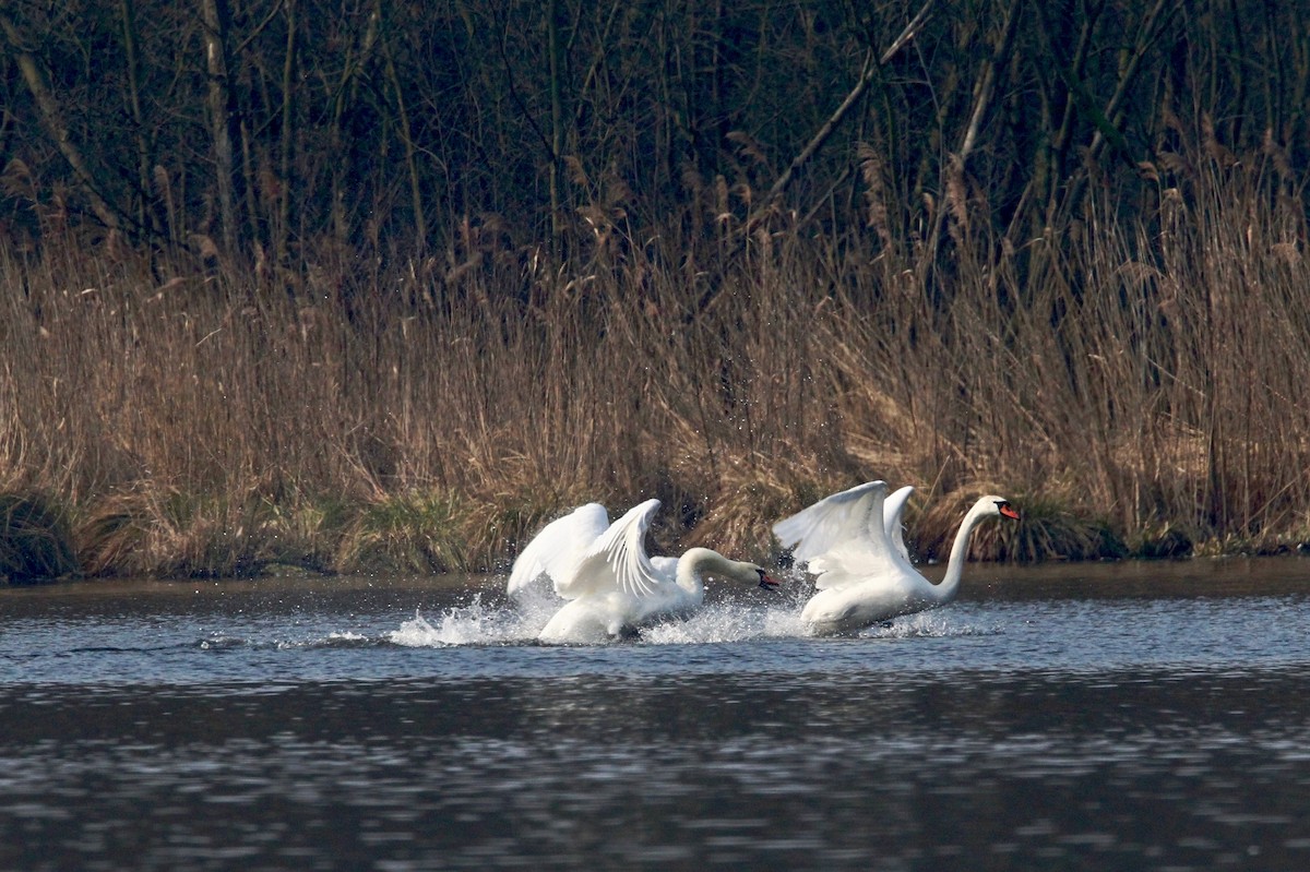 Mute Swan - ML204783601