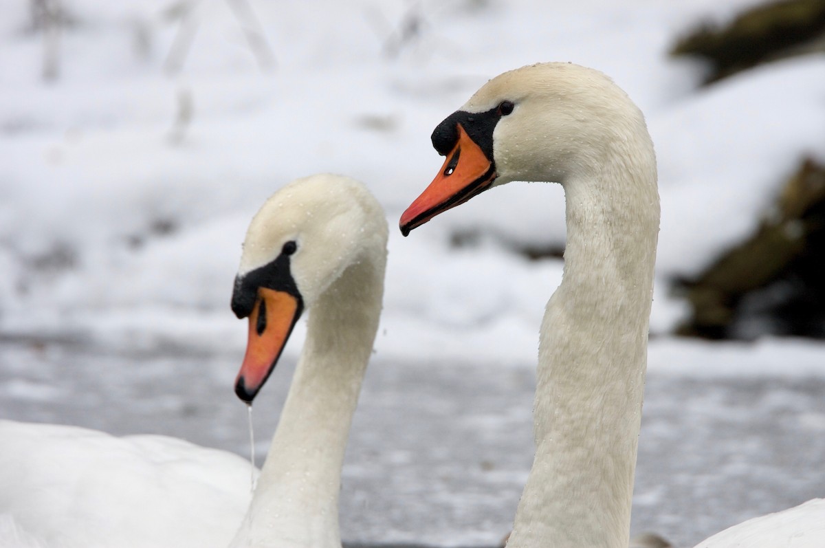 Mute Swan - Guenther  Karmann