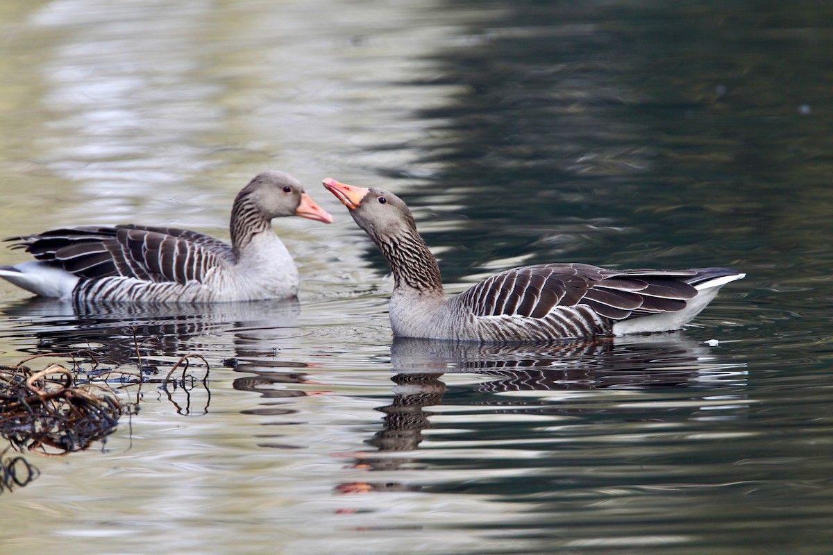 Graylag Goose (European) - ML204783621