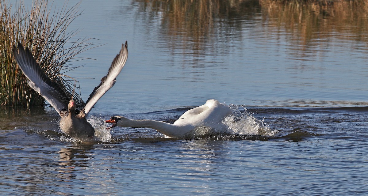 Mute Swan - ML204783641