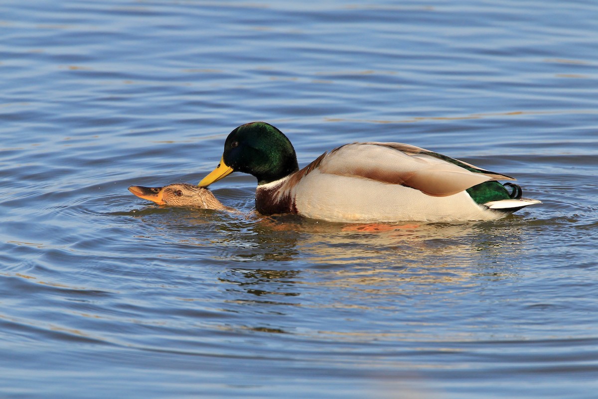 Mallard - Guenther  Karmann