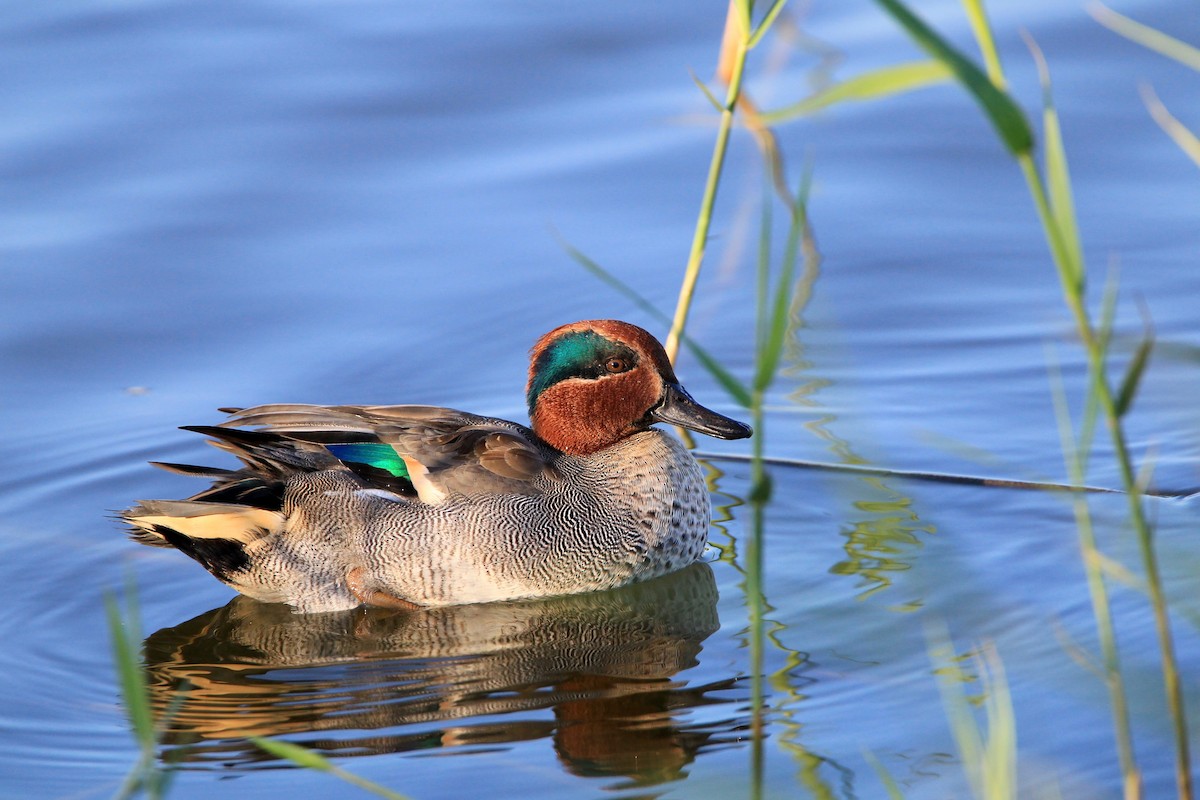 Green-winged Teal (Eurasian) - ML204783691