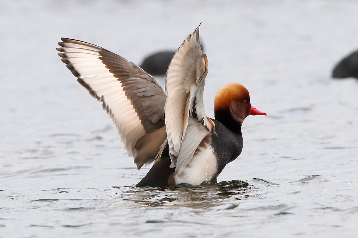 Red-crested Pochard - ML204783701