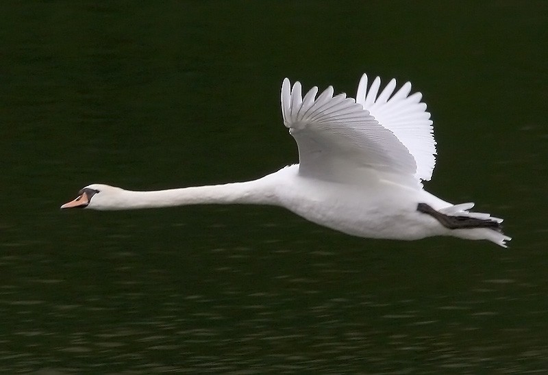 Mute Swan - ML204783871