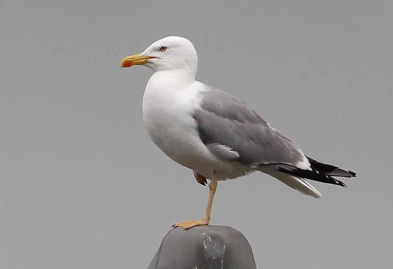 Yellow-legged Gull (michahellis) - ML204784041