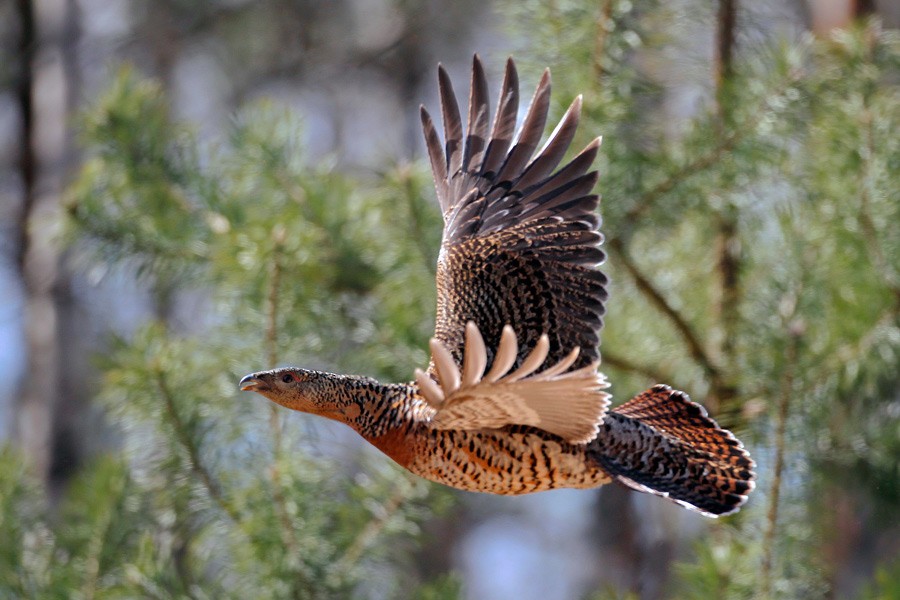 Western Capercaillie - Mateusz Matysiak