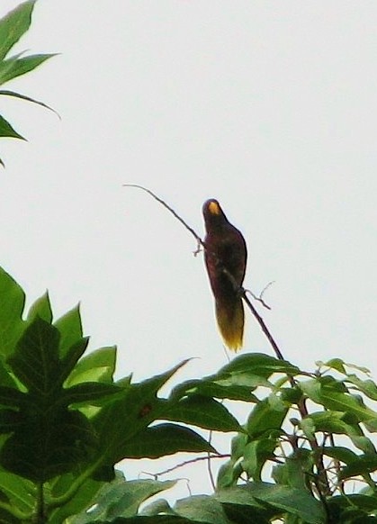 Pohnpei Lorikeet - ML204784521