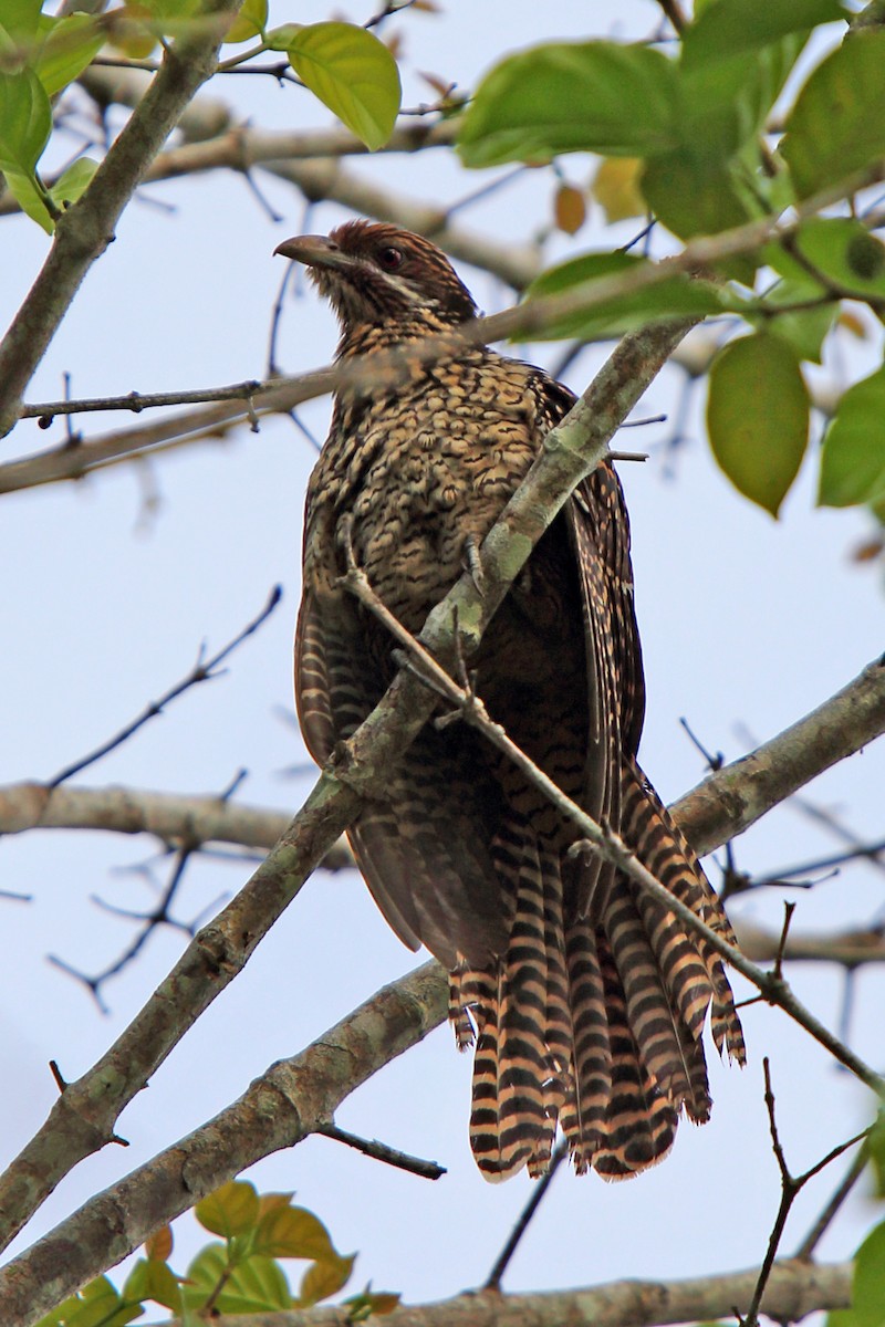 Asian Koel - ML204784531