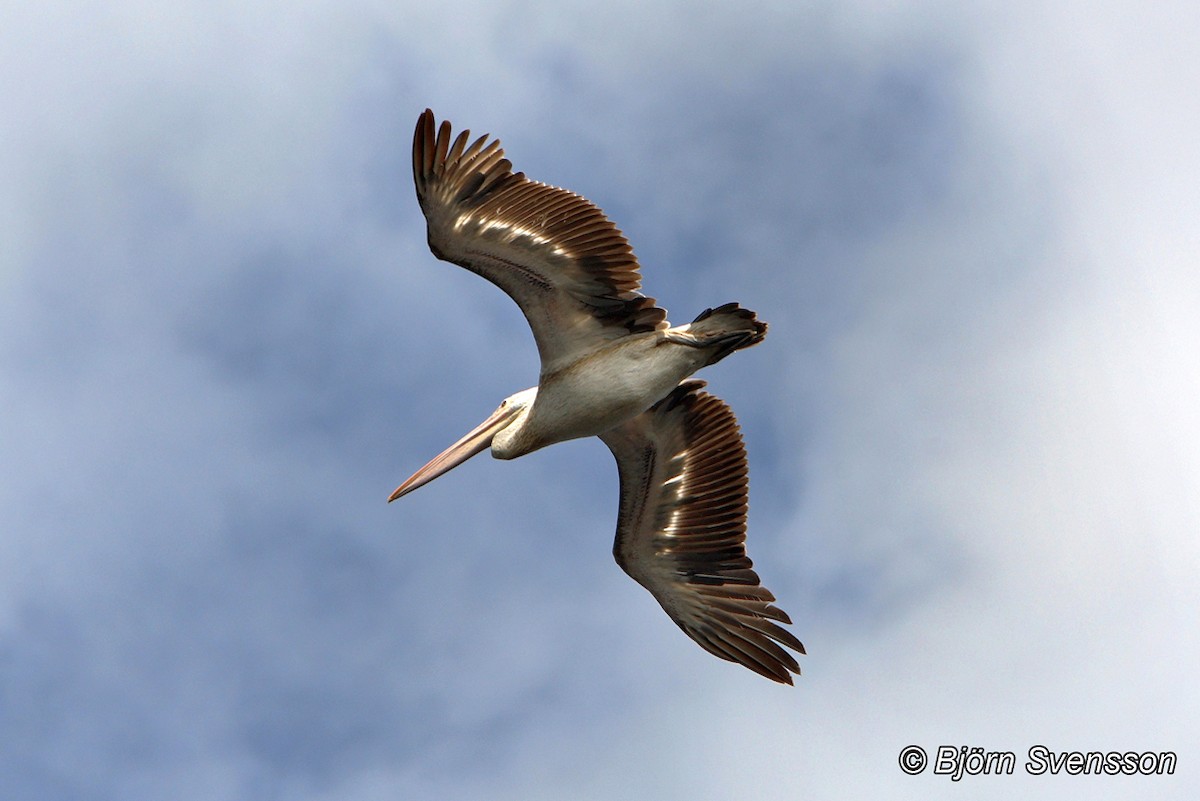 ホシバシペリカン - ML204784541