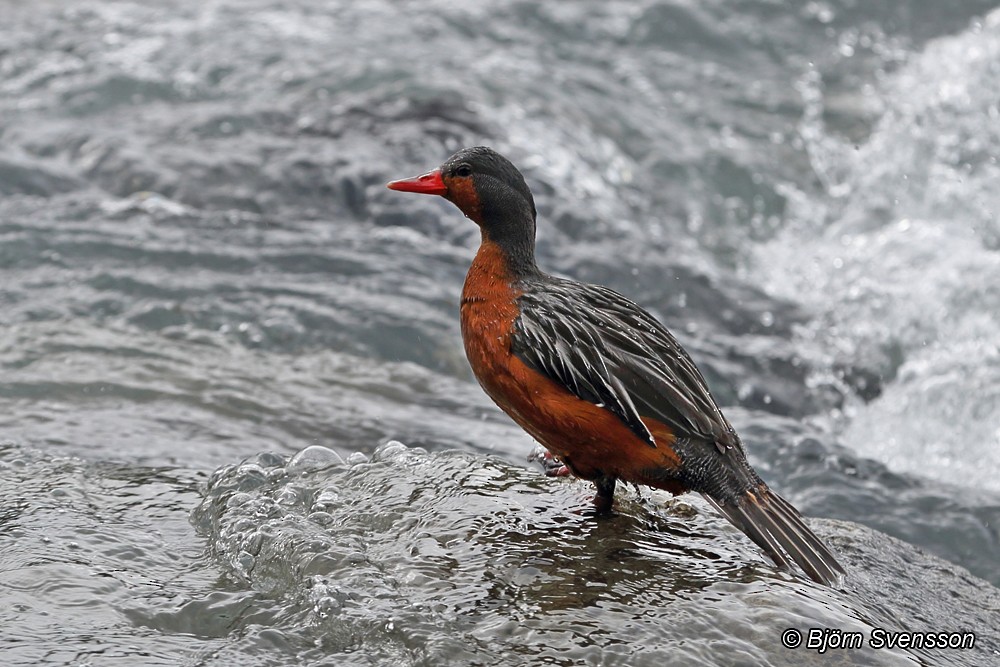 Torrent Duck - Bjorn Svensson