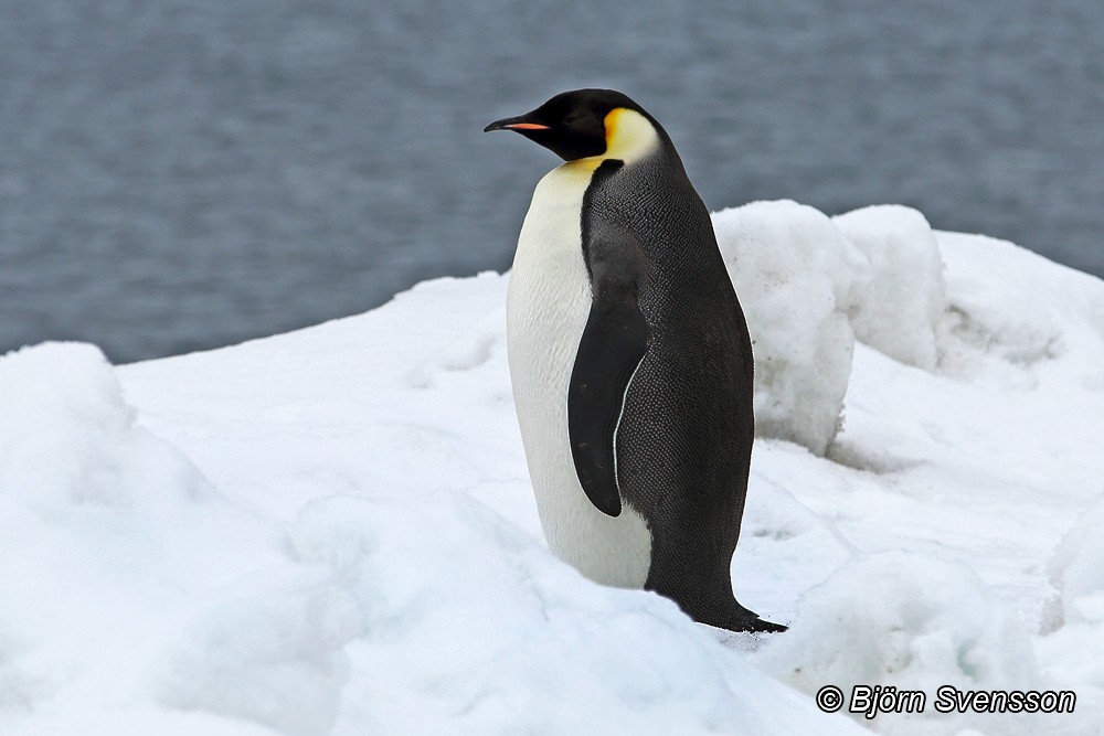 Emperor Penguin - ML204784571