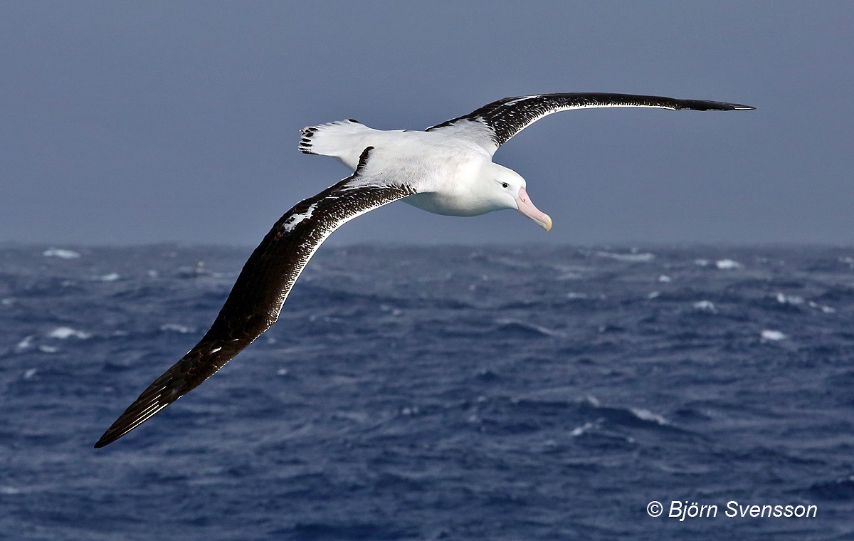Snowy Albatross - Bjorn Svensson