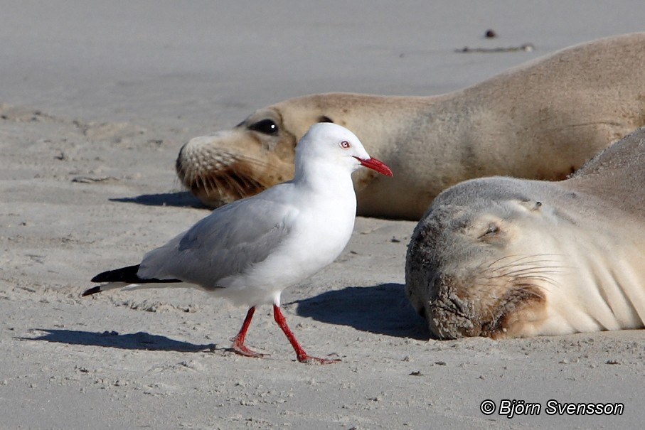 Silver Gull - ML204784591