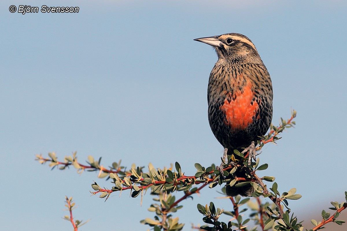Long-tailed Meadowlark - ML204784601