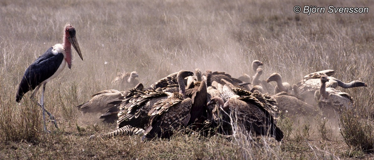 マダラハゲワシ - ML204784631