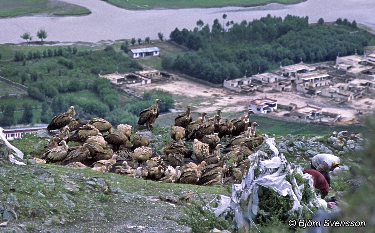 ヒマラヤハゲワシ - ML204784661