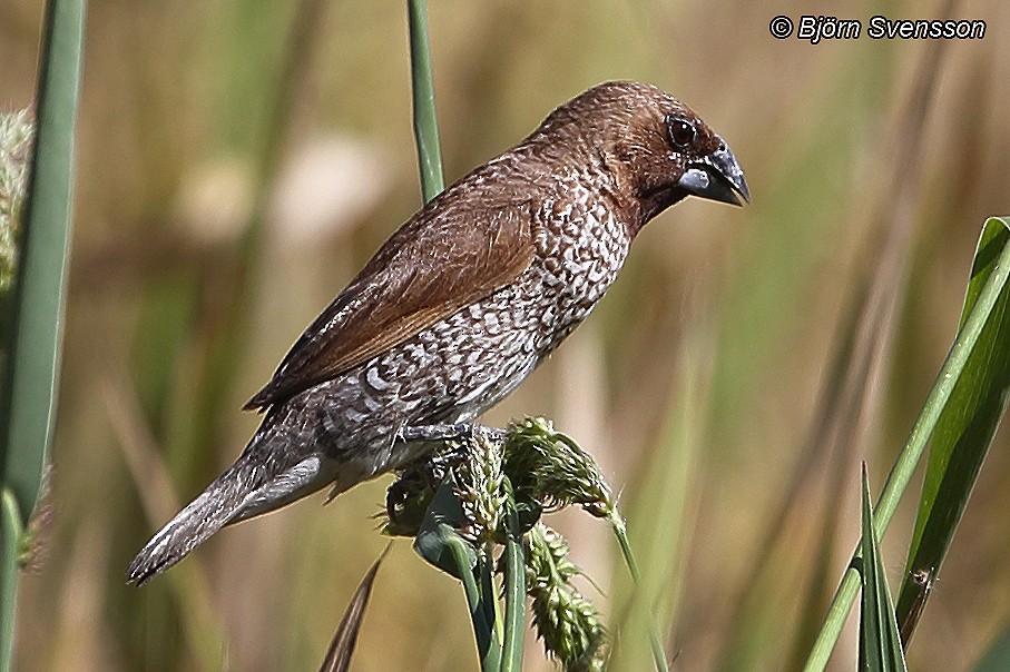 Scaly-breasted Munia - ML204784671