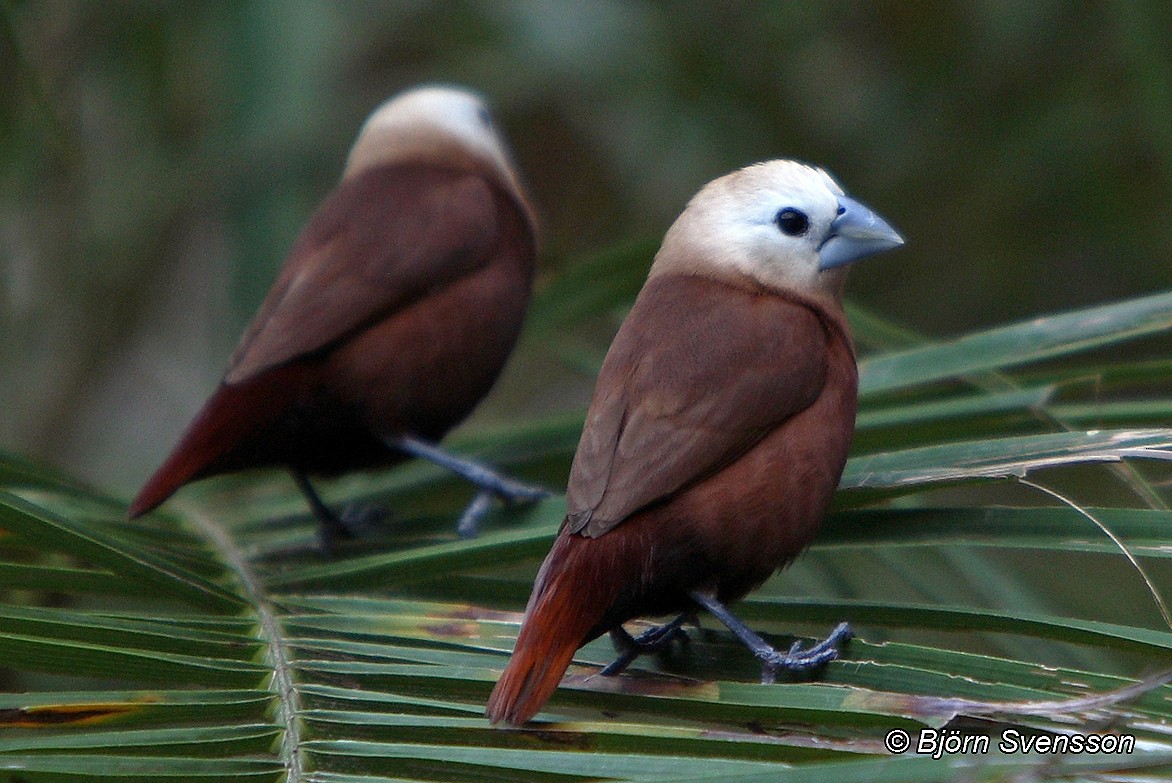 White-headed Munia - Bjorn Svensson