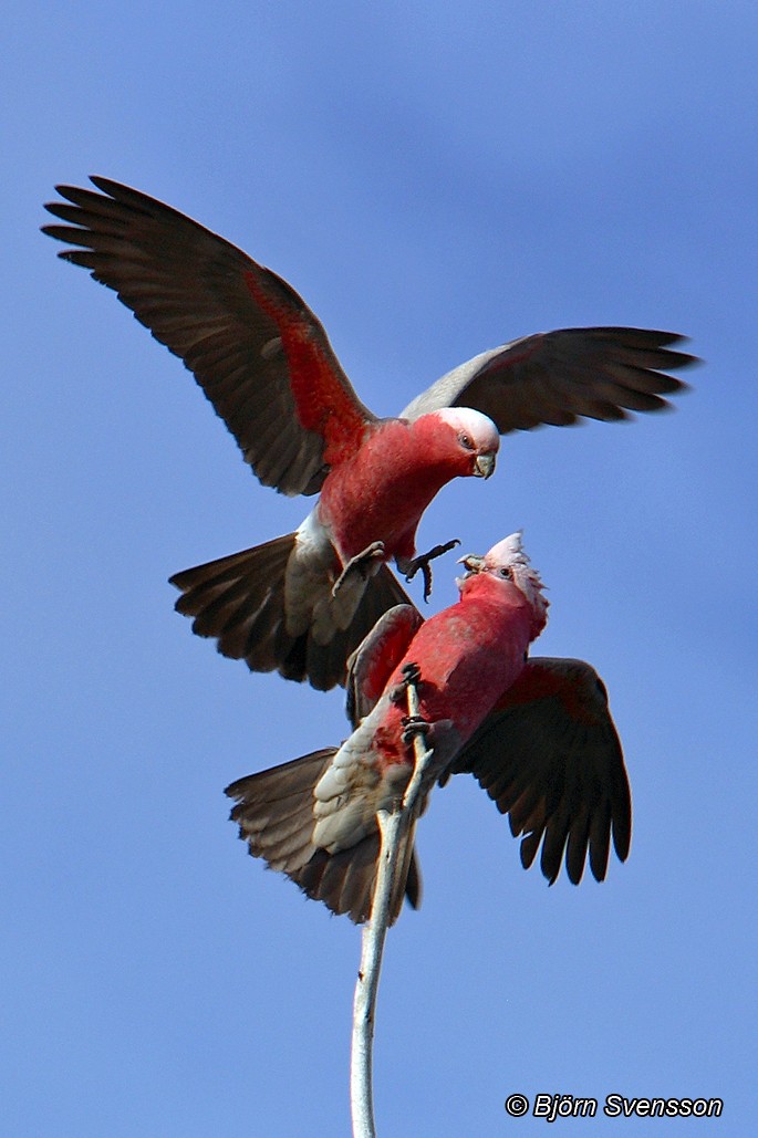 モモイロインコ - ML204784741