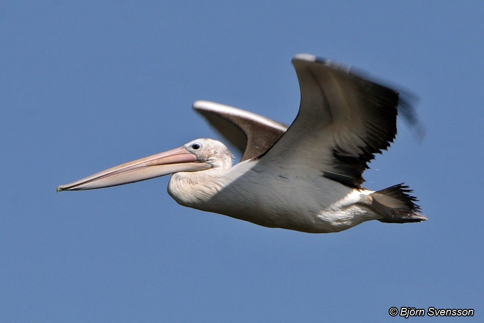 Australian Pelican - ML204784751