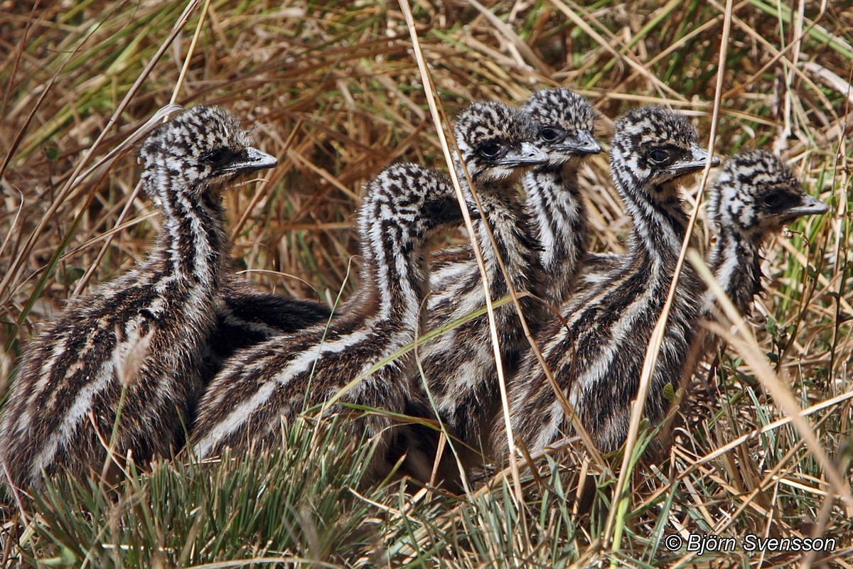 エミュー - ML204784801