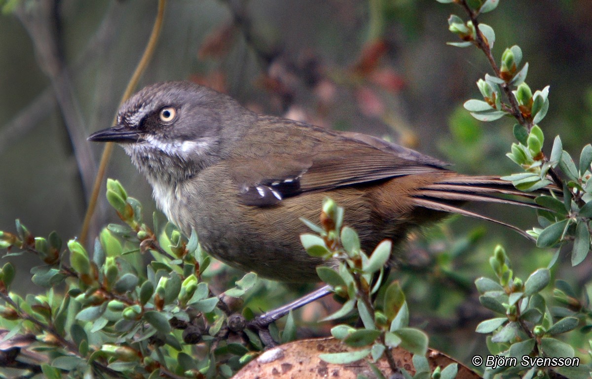 Tasmanian Scrubwren - ML204784821