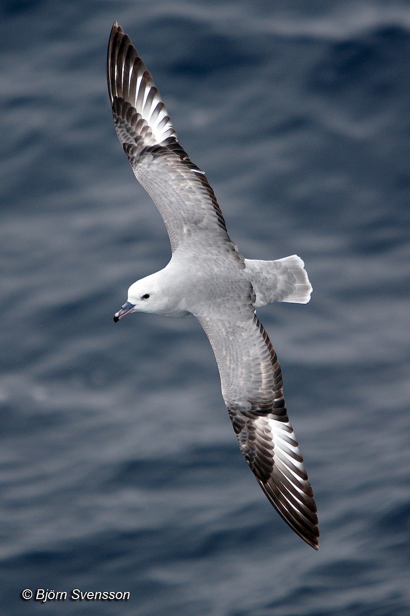 ギンフルマカモメ - ML204784831