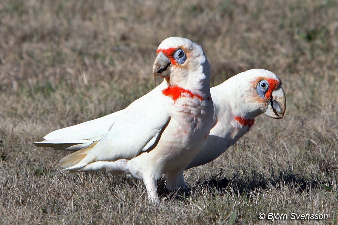 Long-billed Corella - ML204784841