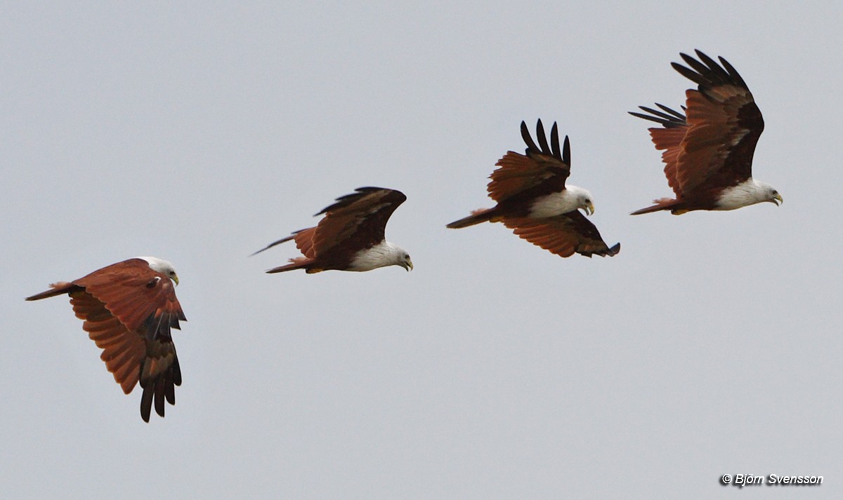 Brahminy Kite - ML204784861