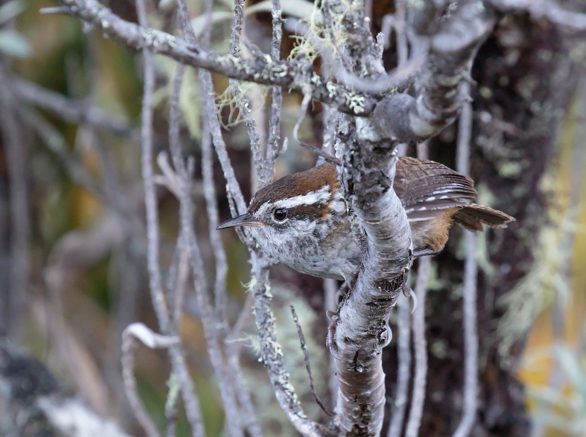 Timberline Wren - Martin  Flack