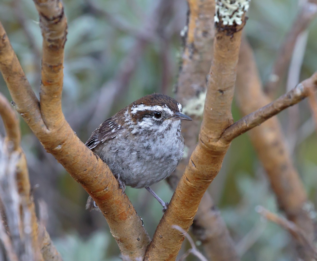 Timberline Wren - Martin  Flack