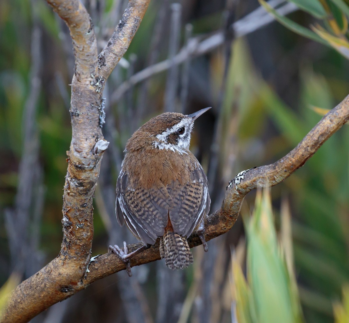 Timberline Wren - Martin  Flack