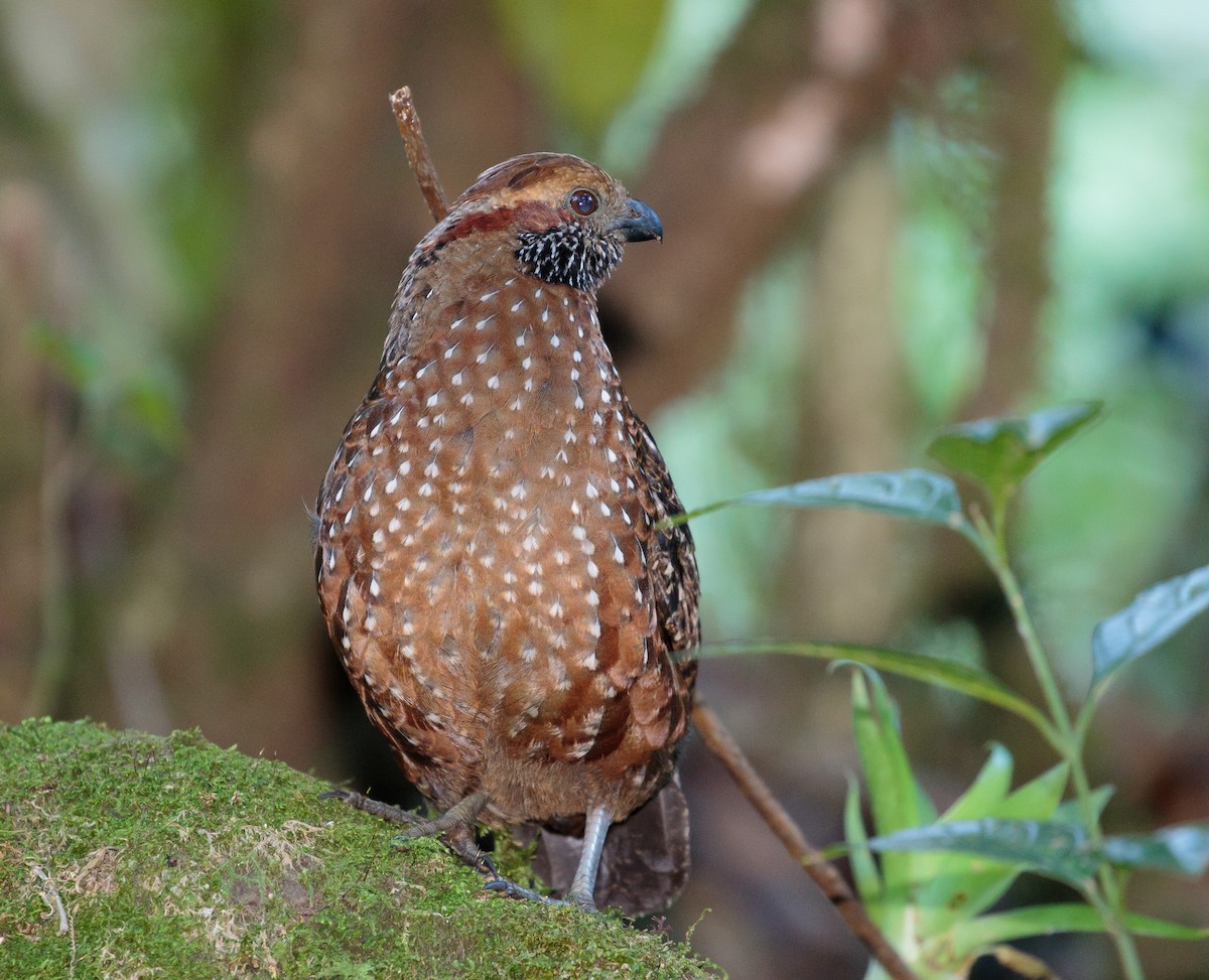 Spotted Wood-Quail - ML204785261