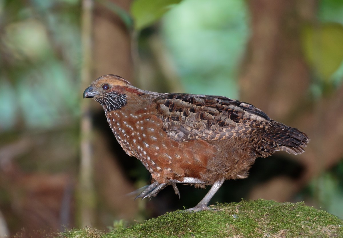 Spotted Wood-Quail - ML204785271