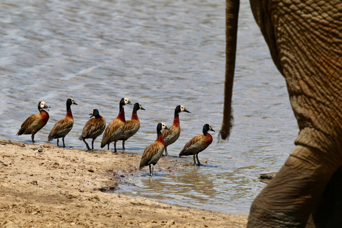 White-faced Whistling-Duck - ML204785341