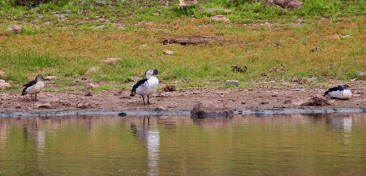 Knob-billed Duck - ML204785371