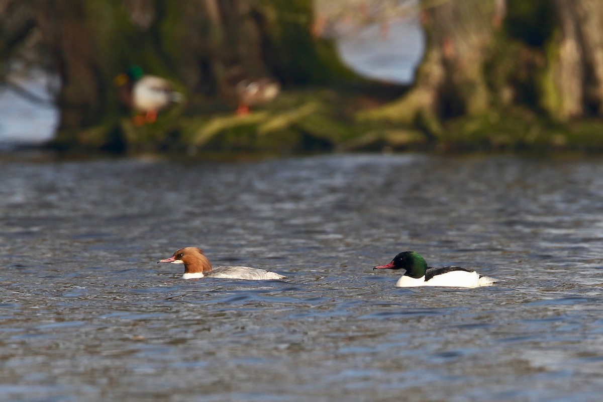 Büyük Tarakdiş (merganser/orientalis) - ML204785381