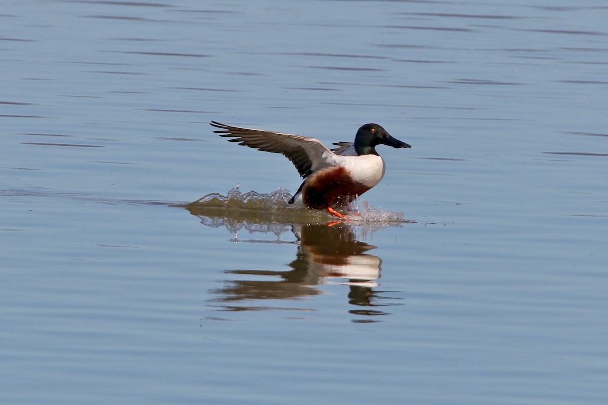 Northern Shoveler - ML204785391