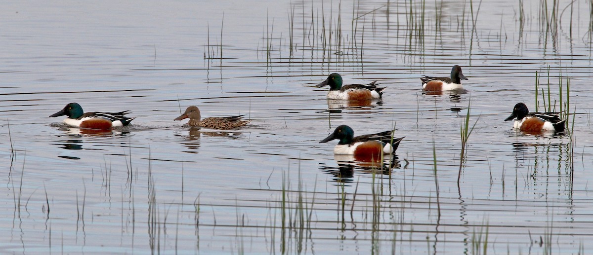 Northern Shoveler - ML204785401