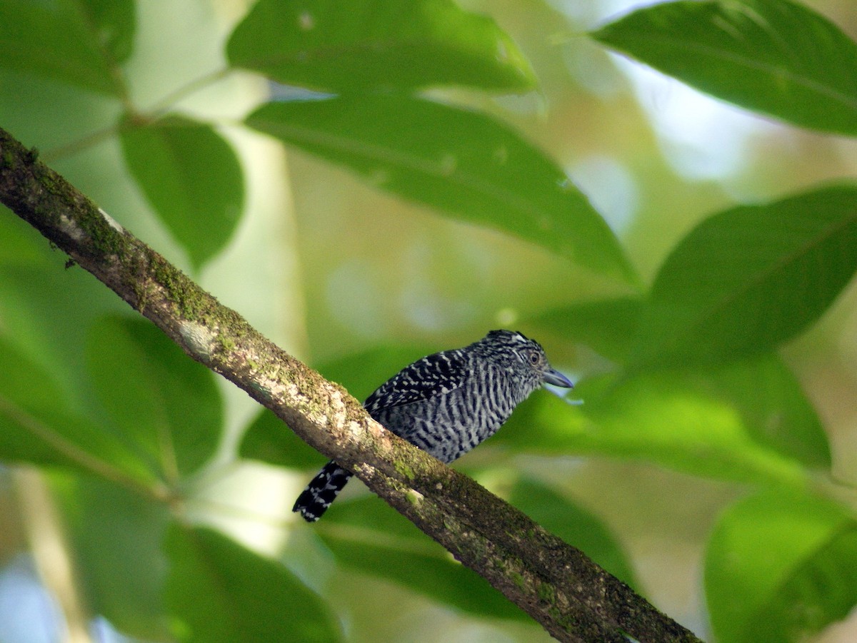 Barred Antshrike - ANTHONY VILLAUME