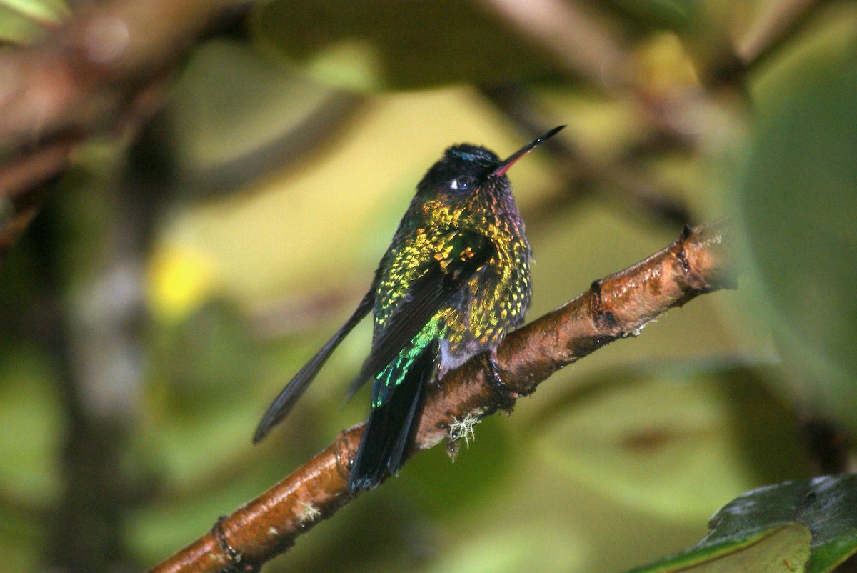 Fiery-throated Hummingbird - ML204785621