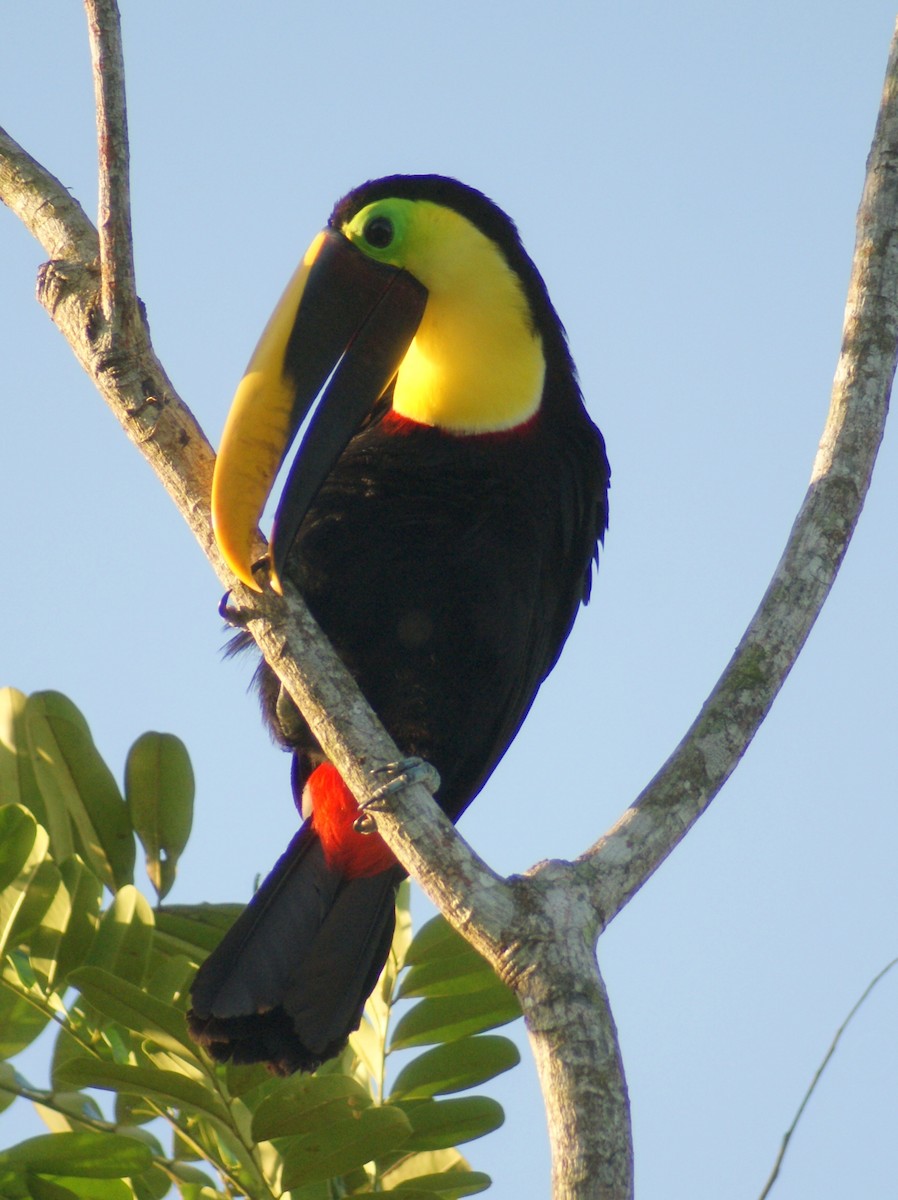 Yellow-throated Toucan - ML204785641
