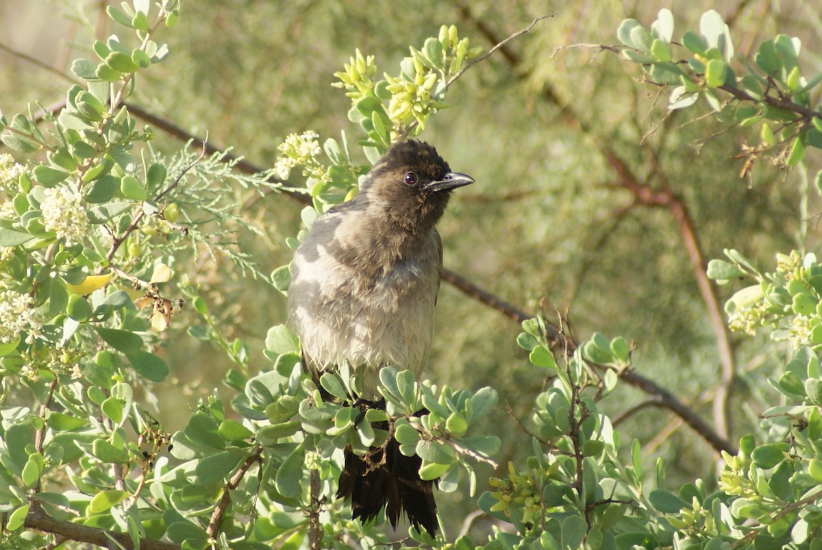 Common Bulbul - ML204785681