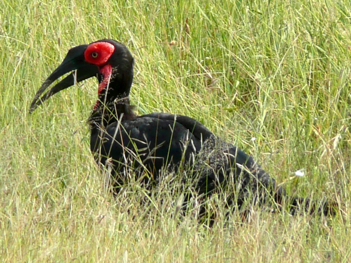 Southern Ground-Hornbill - ML204785761