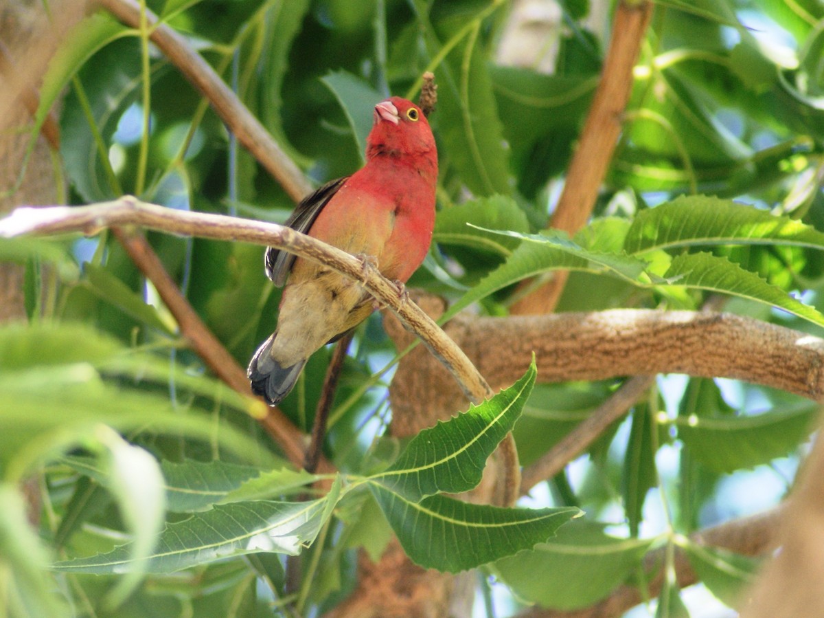 Red-billed Firefinch - ML204785771