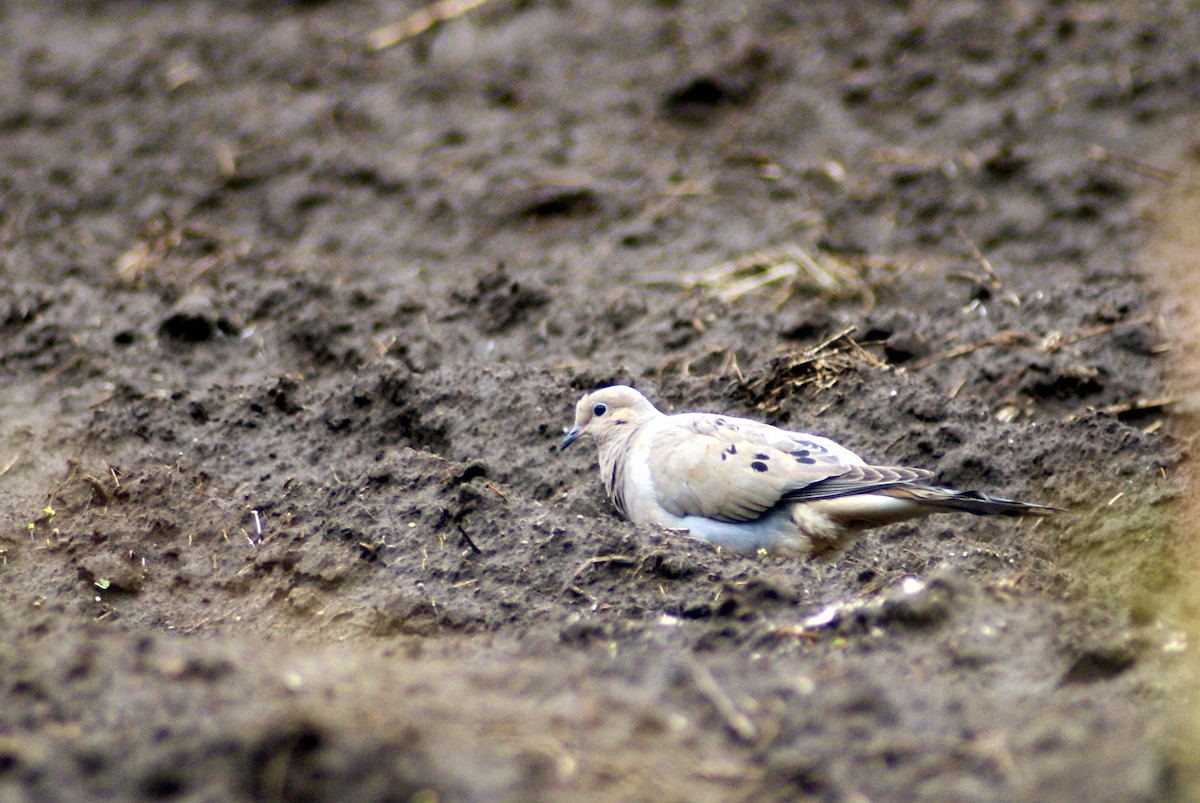 Mourning Dove - ANTHONY VILLAUME