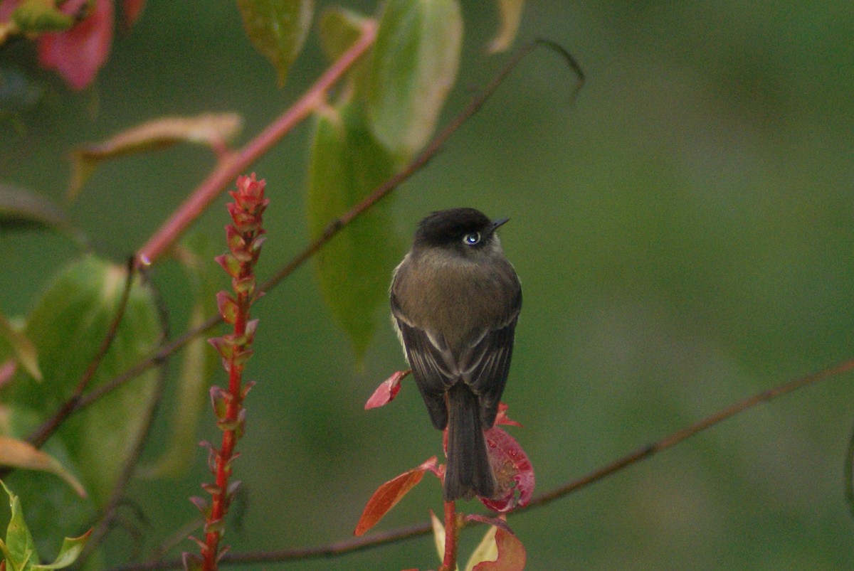 Black-capped Flycatcher - ML204785801