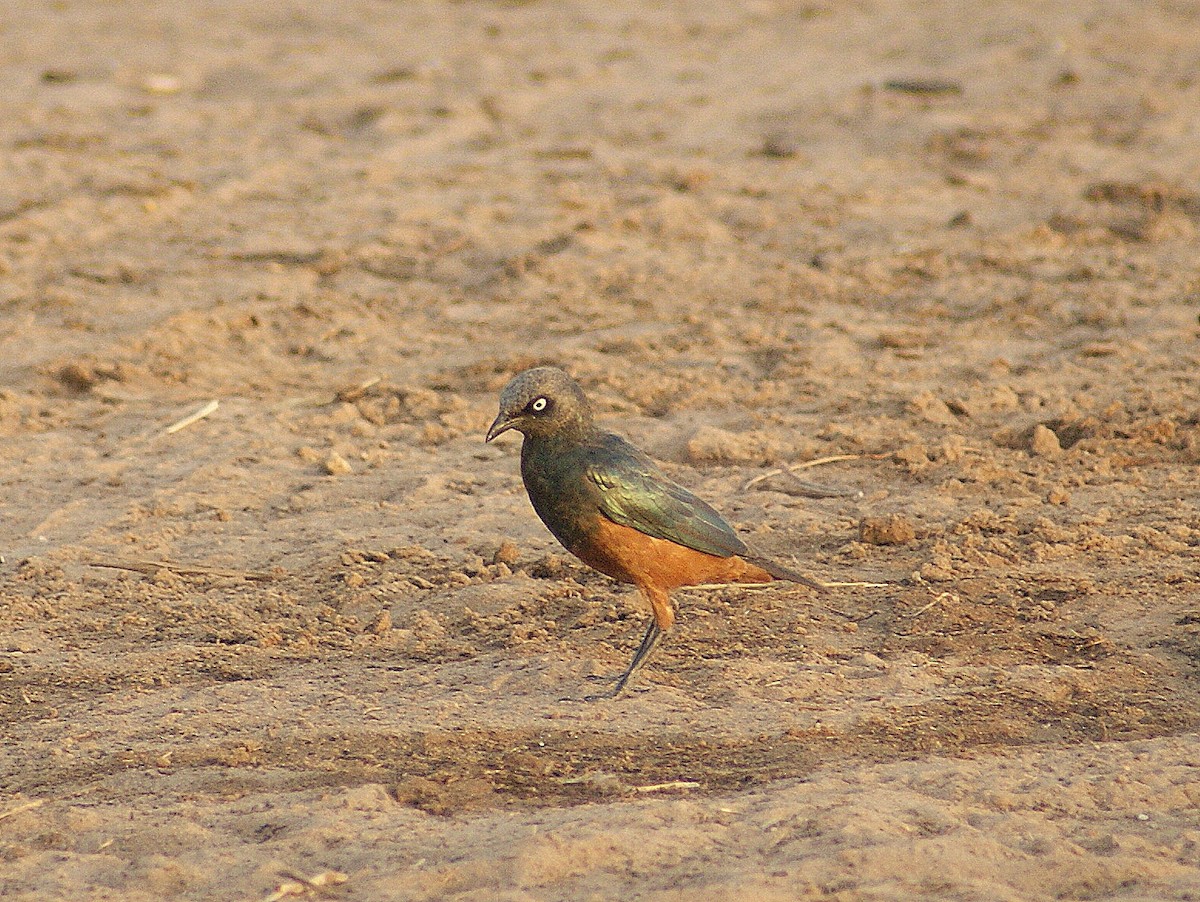 Chestnut-bellied Starling - ANTHONY VILLAUME
