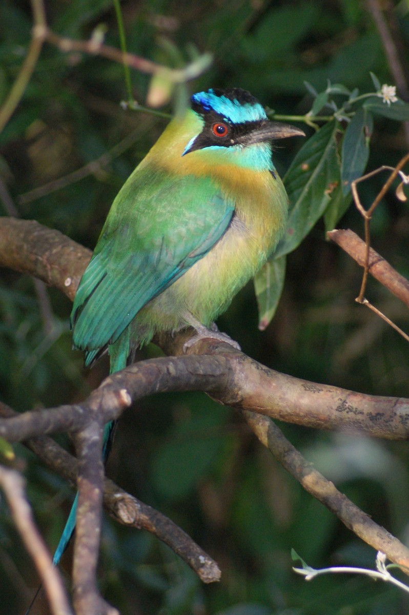 Lesson's Motmot - ML204785901